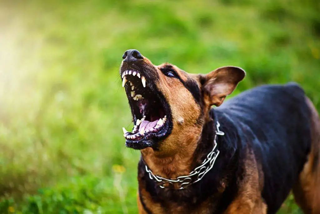 Dog Bite Accident in San Bernardino