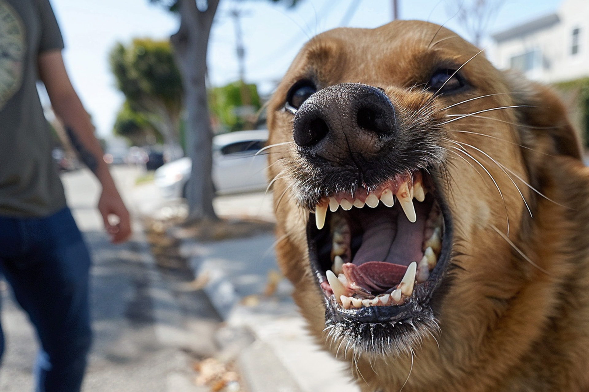 an aggressive dog in torrance, california trying to bite a passer by