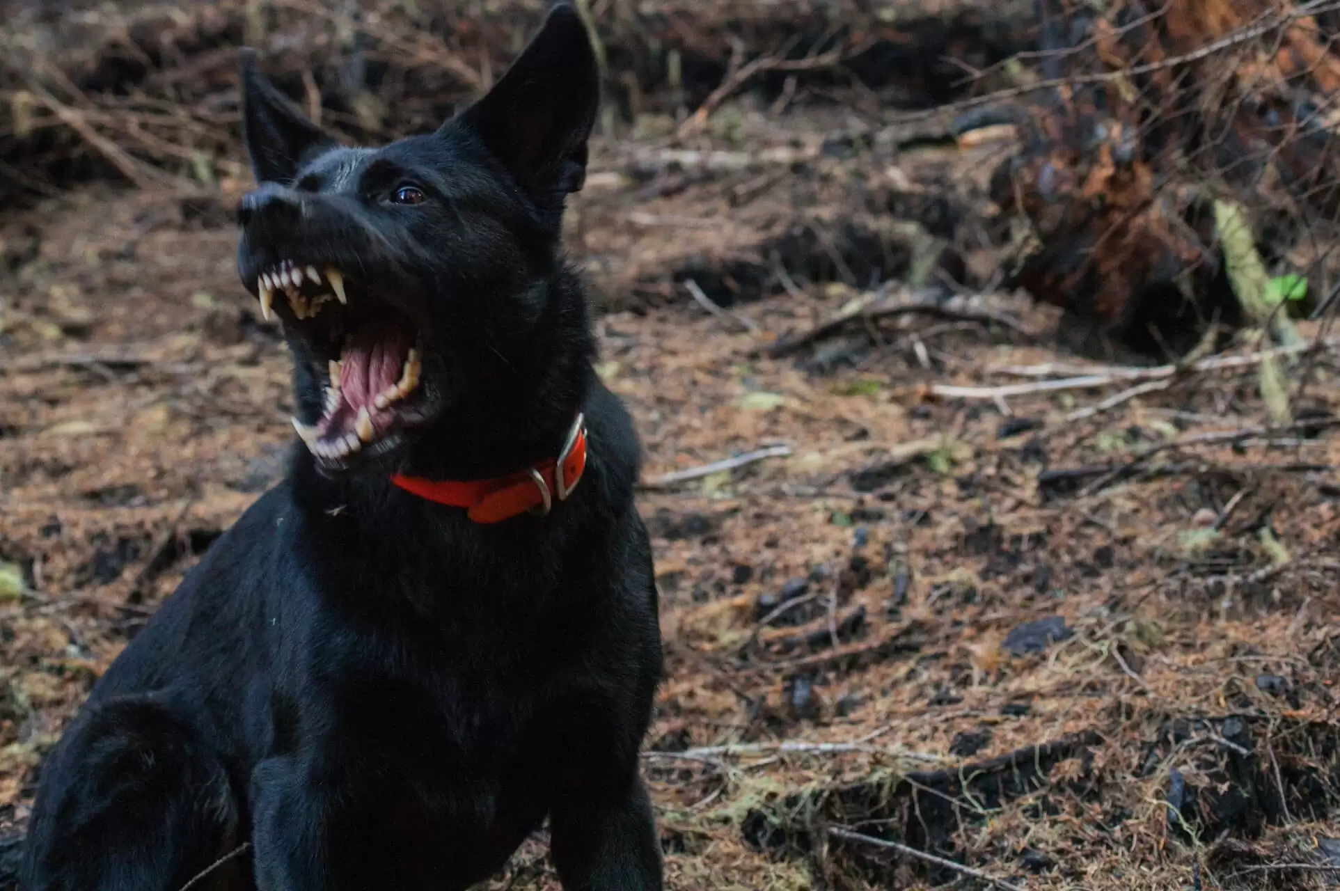 California Dog Bite Lawyer