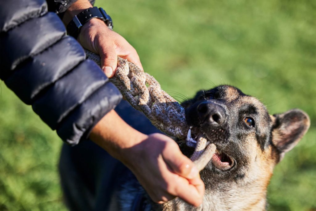 man playing with his german shepherd