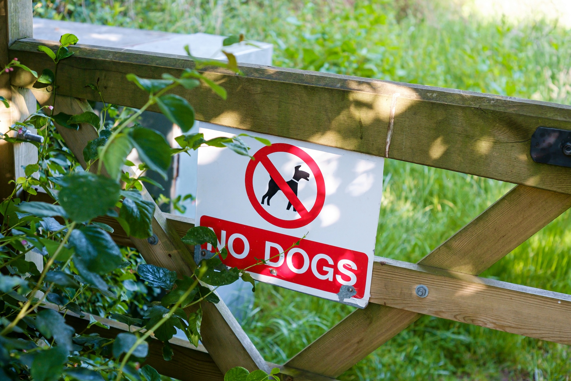Los Angeles Dog Bite Lawyer | Free Consultation